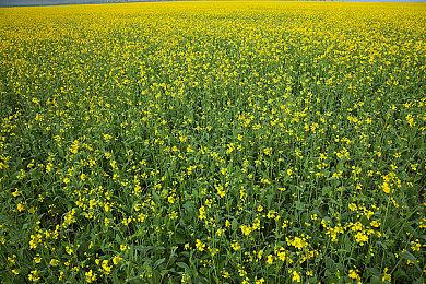 欢乐聚会游戏《节日大战》即将登陆Steam